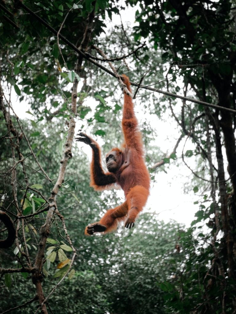 brown monkey hanging on tree branch during daytime