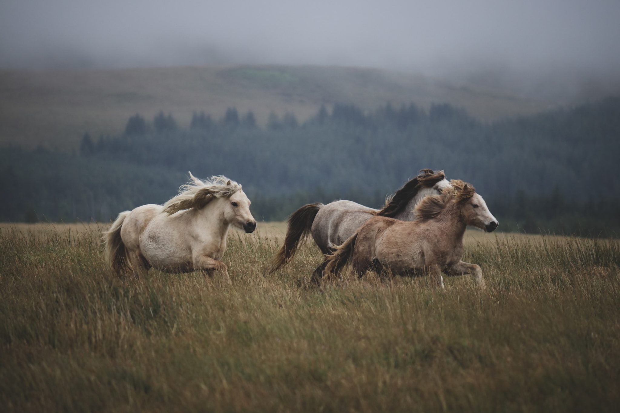 a group of horses running through a field