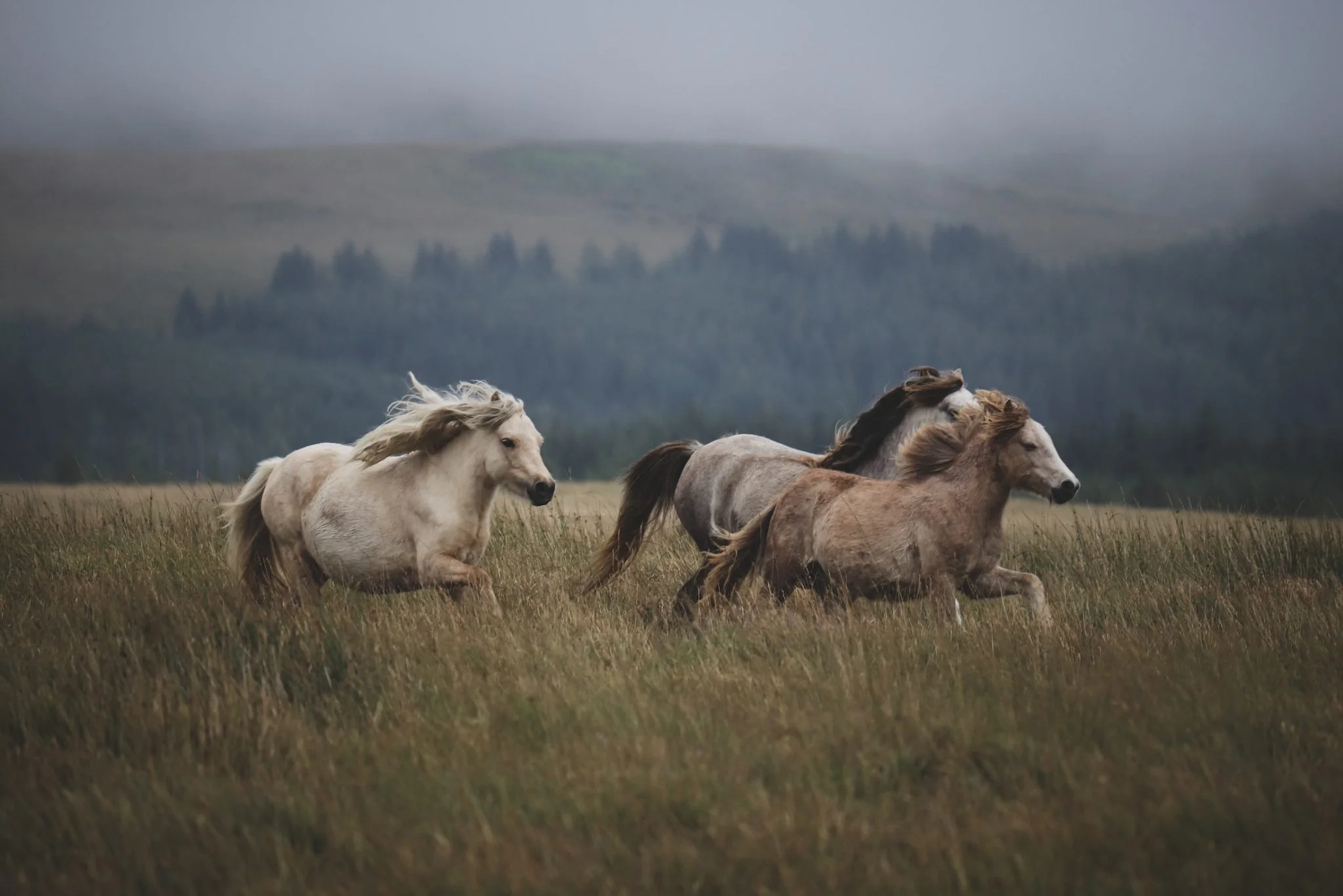 A group of horses running through a field