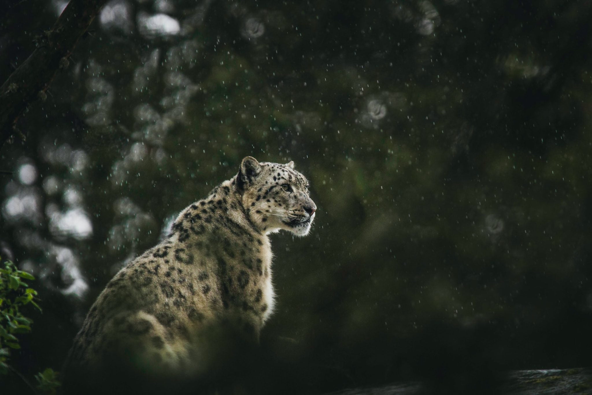 Leopard looking at the right